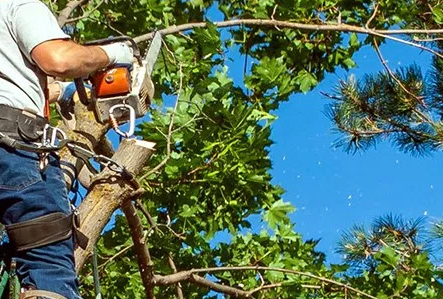 Pruning Services