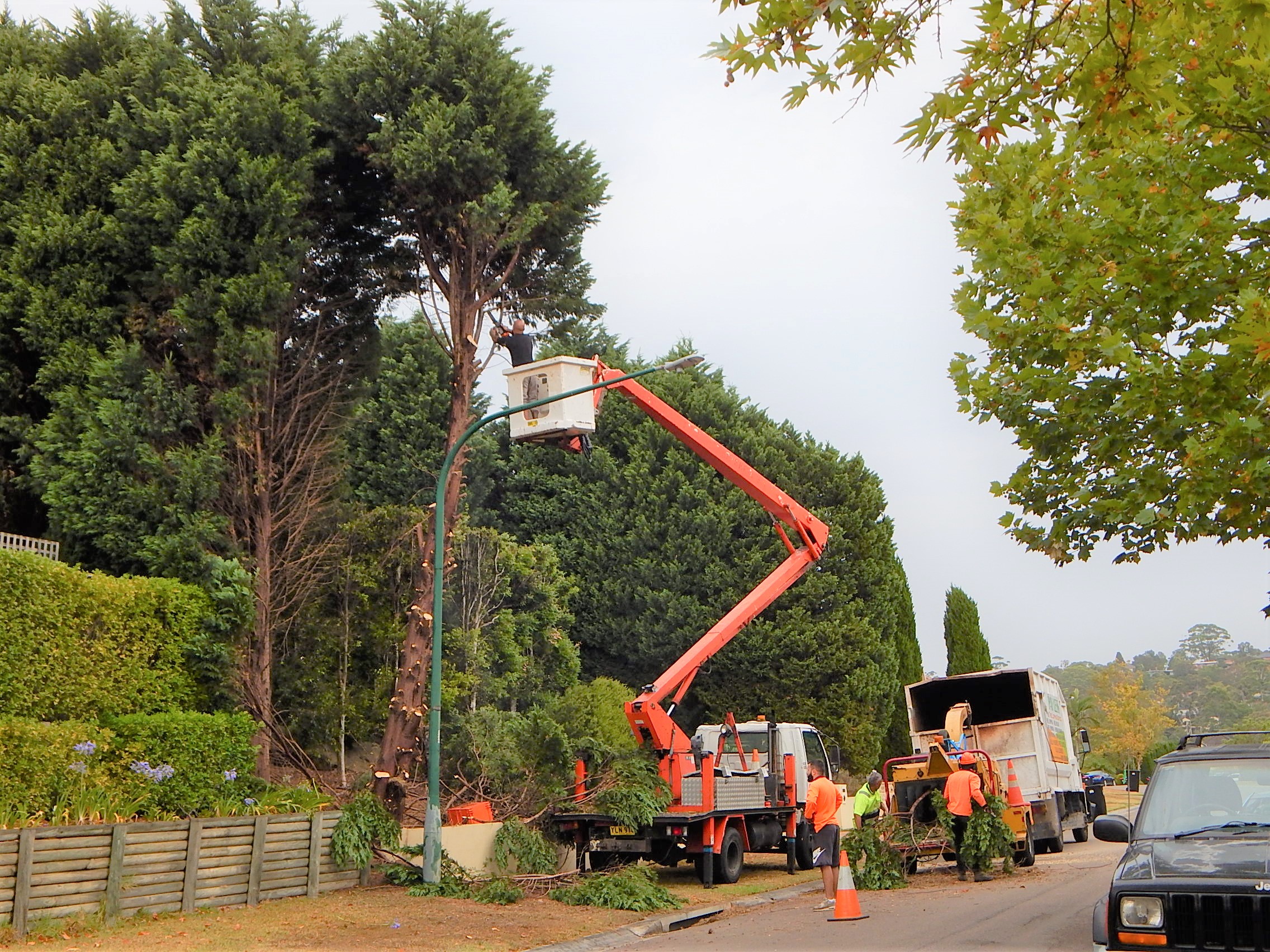 Tree lopping Sydney