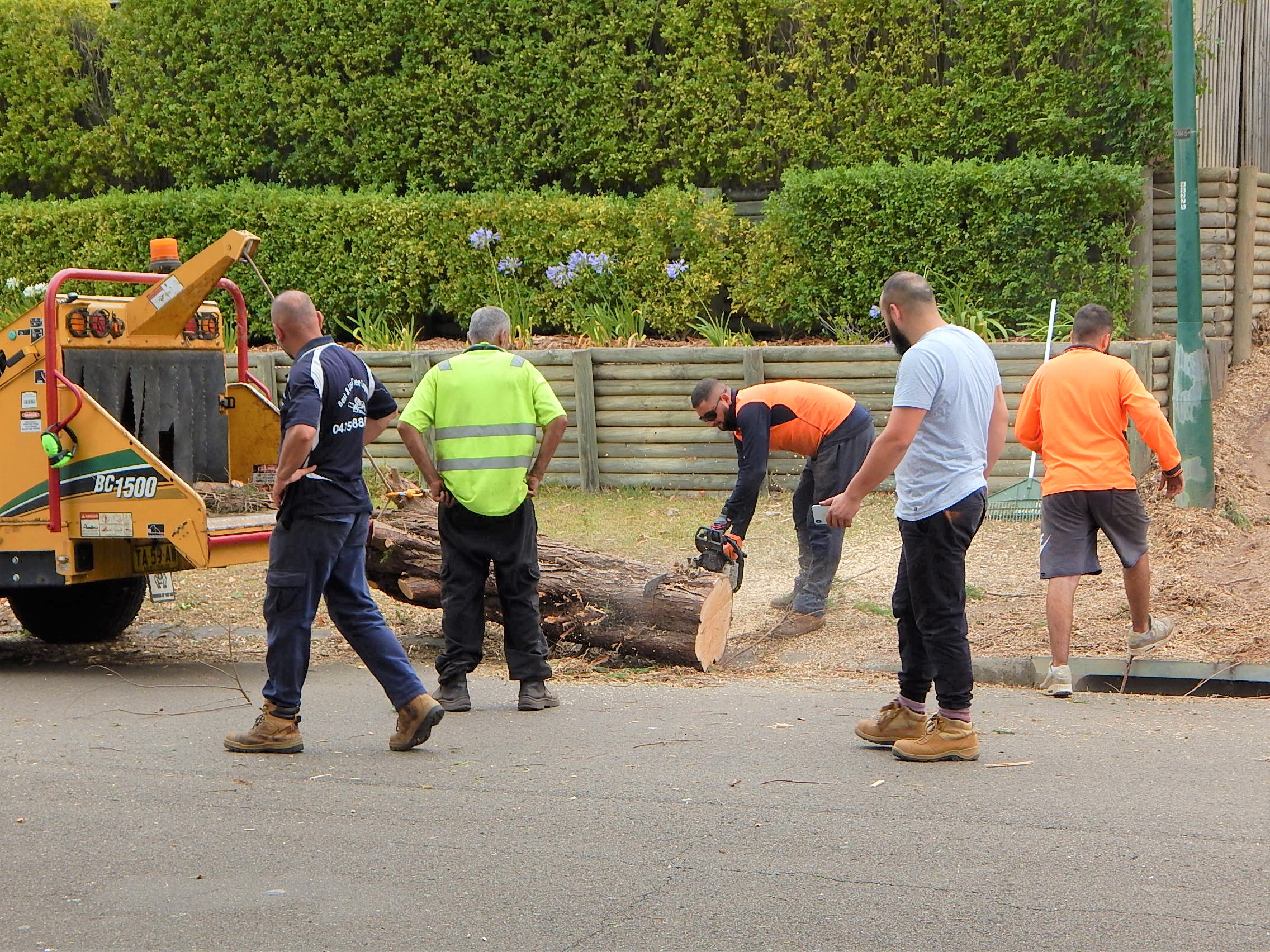 Tree lopping Sydney