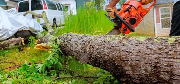 tree removal